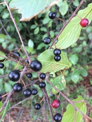 Frangula alnus