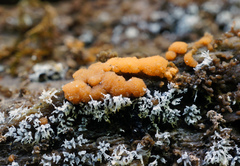 Sphaerosporium lignatile