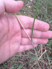 Bothriochloa torreyana