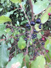 Frangula alnus