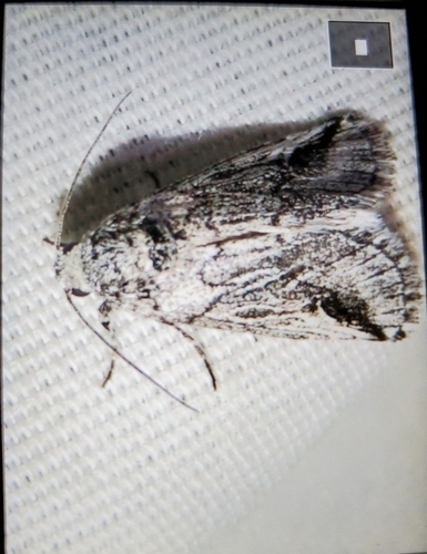 Oxycnemis fusimacula photo 3