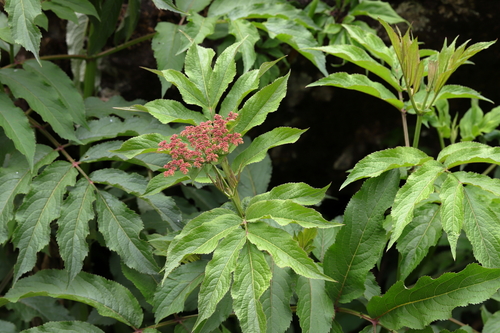 East Himalayan Elder (Sambucus adnata)