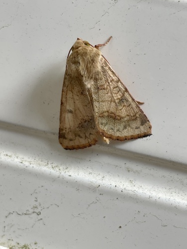 Succinea observed 2025-03-07