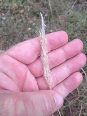 Bothriochloa torreyana