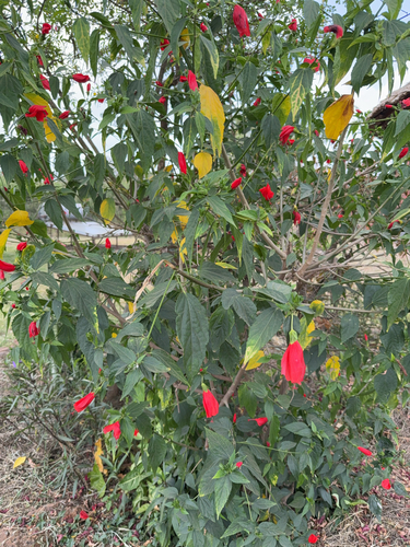 Malvaviscus penduliflorus