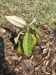 Croton alabamensis