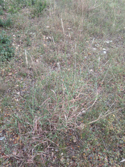 Bothriochloa torreyana