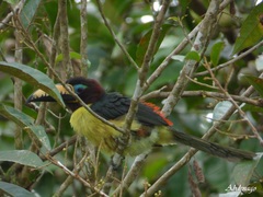 Pteroglossus inscriptus