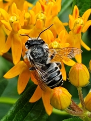 Megachile texana
