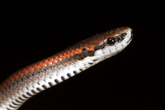 Contia tenuis