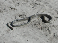 Dendroaspis polylepis