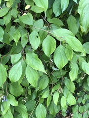 Cornus nuttallii