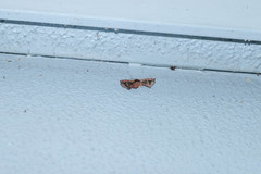 Prismosticta microprisma