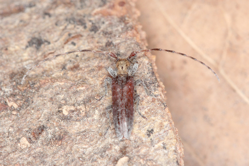 Stenidea genei