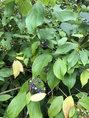 Cornus nuttallii