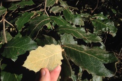 Quercus crassifolia