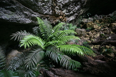 Zamia decumbens