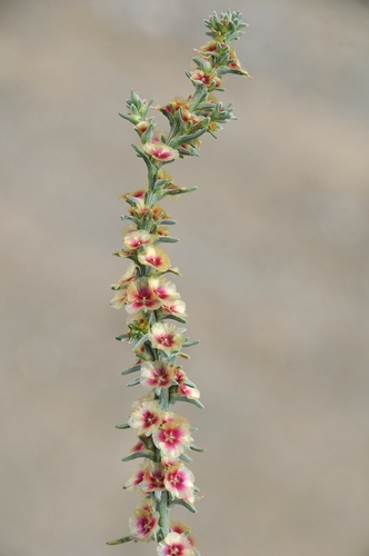 Rose-colored Saltwort (Salsola rosacea)