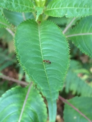 Impatiens glandulifera
