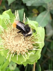 Bombus pratorum