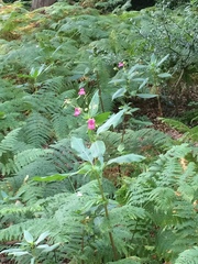Impatiens glandulifera