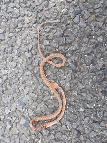 Brown Tree Snake sighting