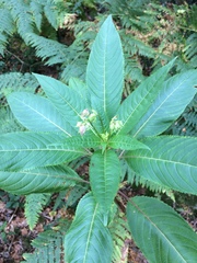 Impatiens glandulifera