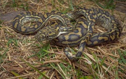 Coastal Carpet Python sighting