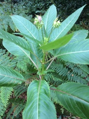 Impatiens glandulifera