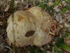 Rubroboletus lupinus