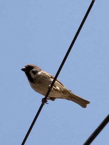 Eurasian Tree Sparrow