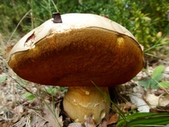 Rubroboletus lupinus
