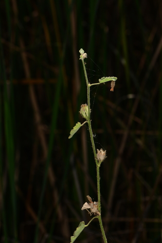 Image of Hibiscus panduriformis by no rights reserved