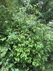 Cornus nuttallii