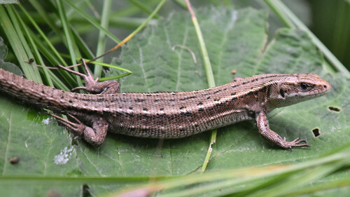 Carniolan lizard, Provincia del Verbano-Cusio-Ossola, Italia, photo 9 of 10