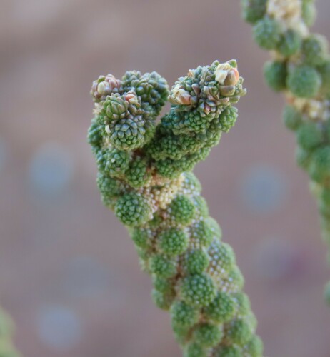 Image of Tiganophyton karasense by no rights reserved