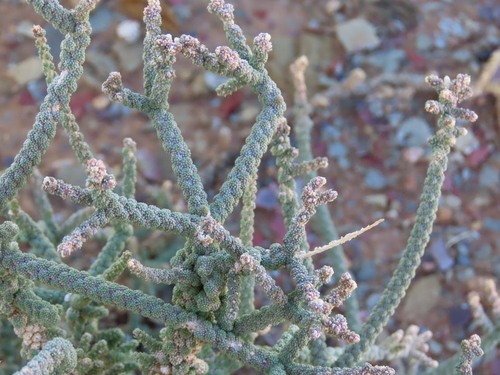 Image of Tiganophyton karasense by no rights reserved