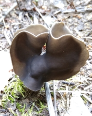 Helvellaceae