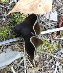 Helvellaceae