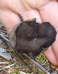 Helvellaceae