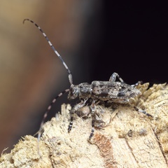 Acanthocinus reticulatus