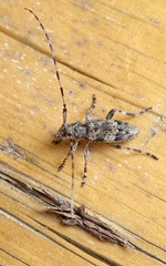 Acanthocinus reticulatus