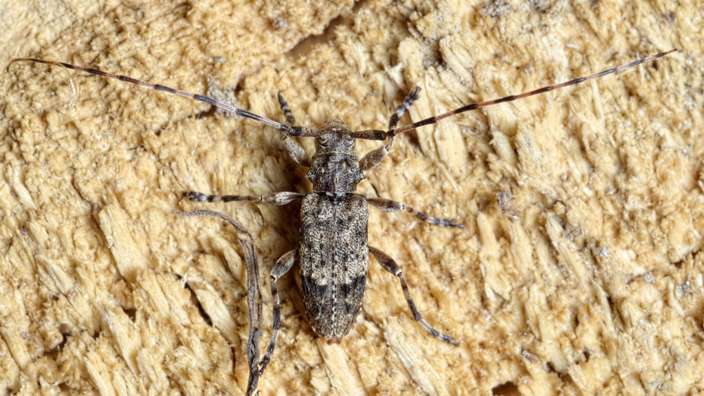 Acanthocinus reticulatus