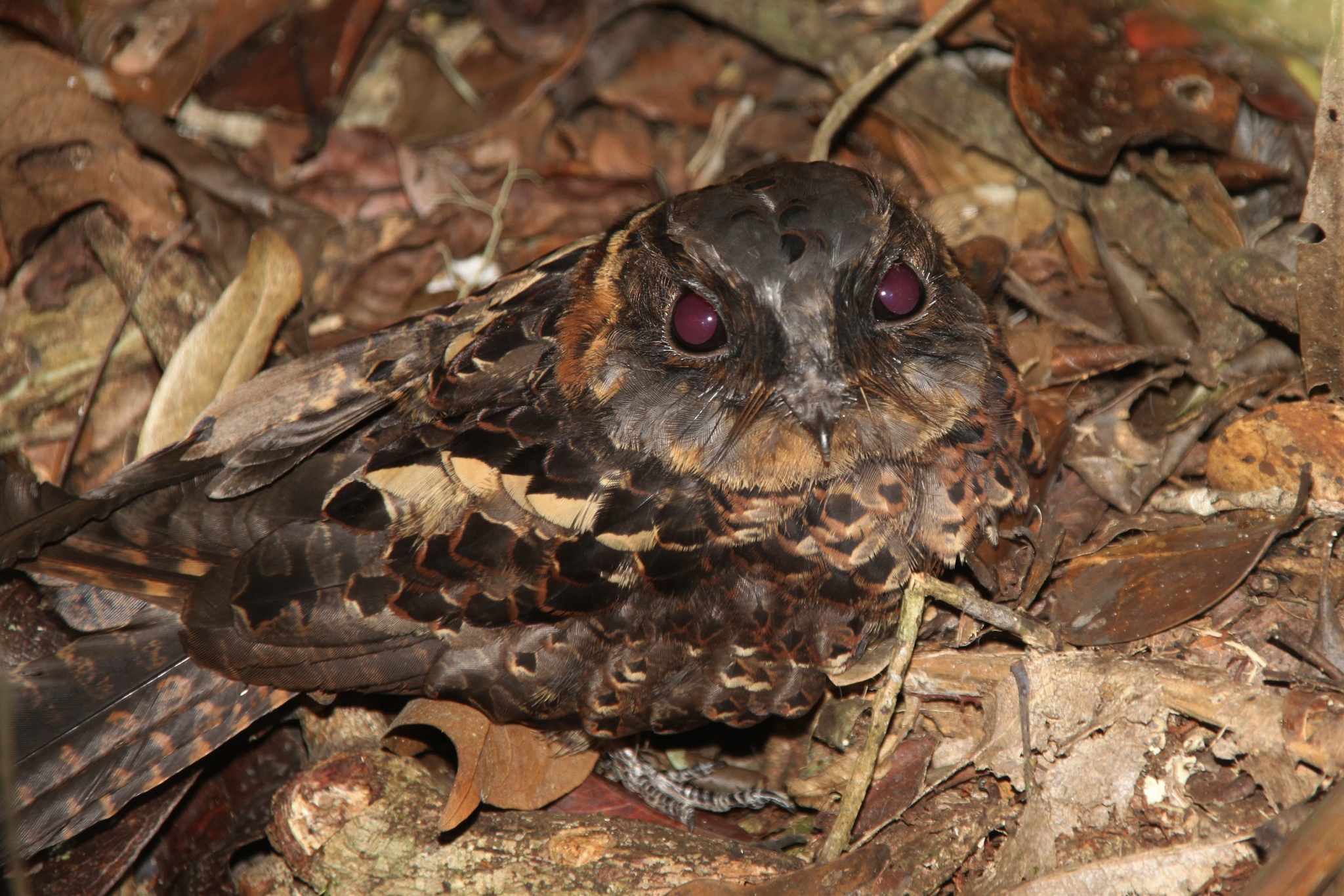 Collared Nightjar (Gactornis enarratus), photo 2