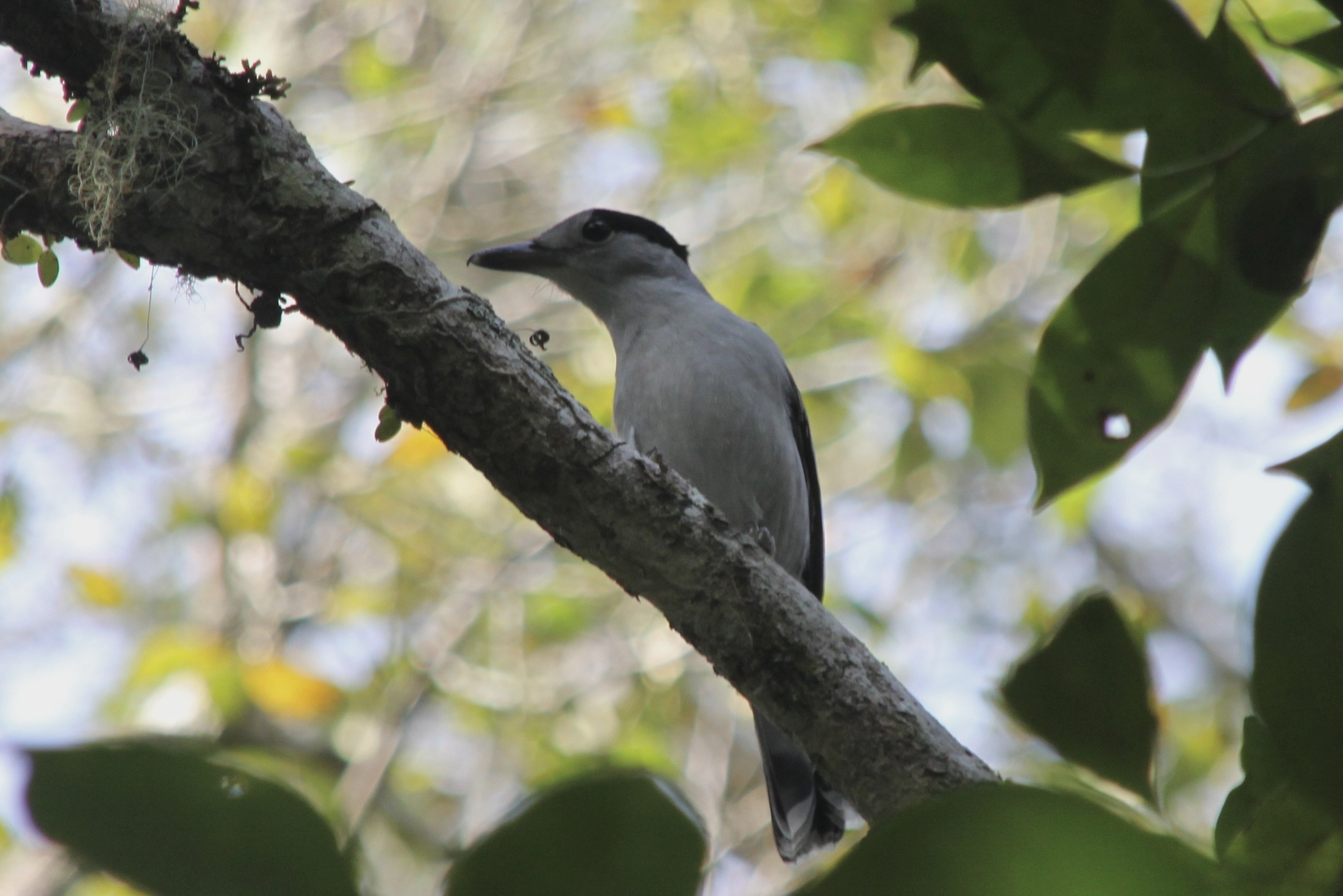 Hook-billed Vanga (Vanga curvirostris), photo 2
