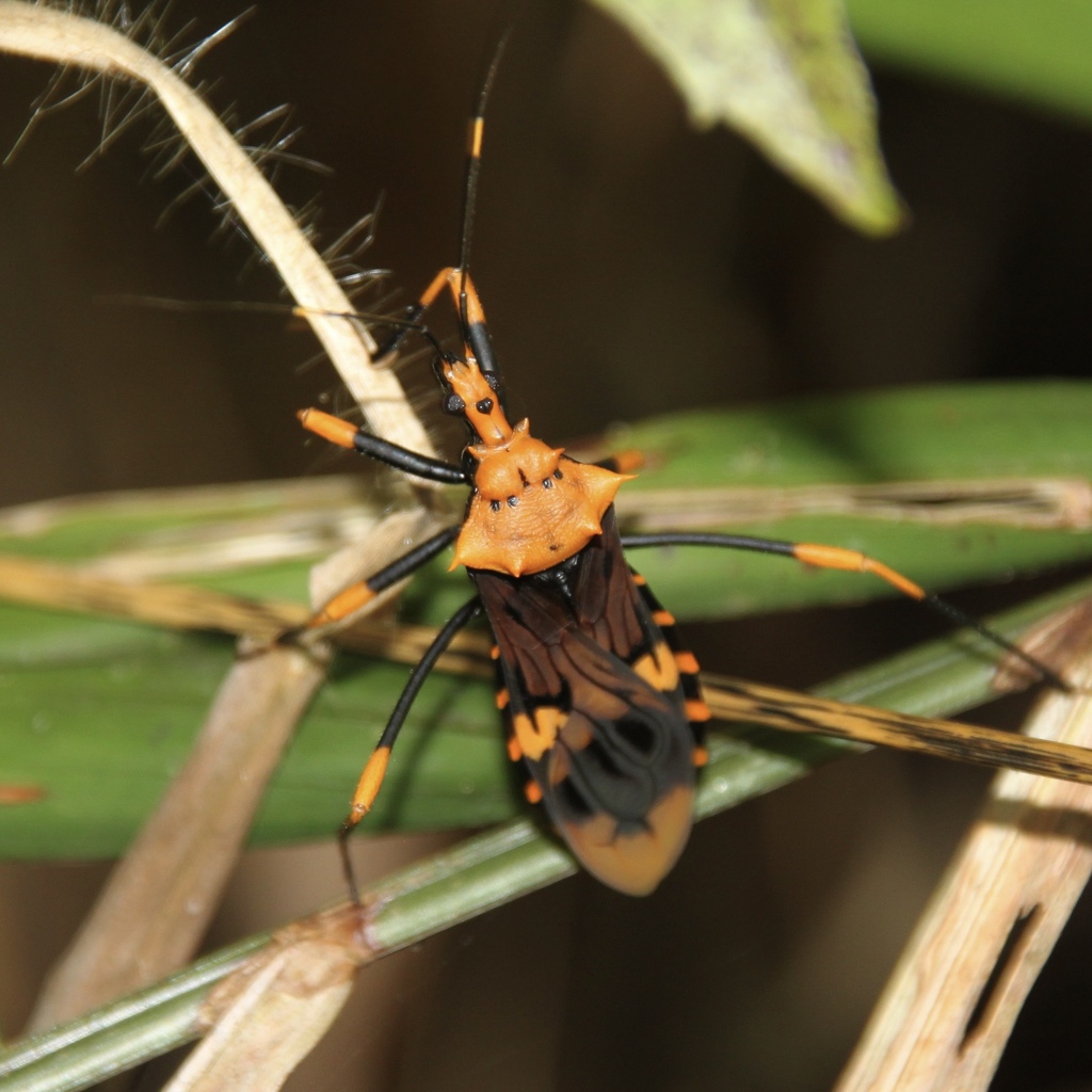 Censorinus ferrugineus
