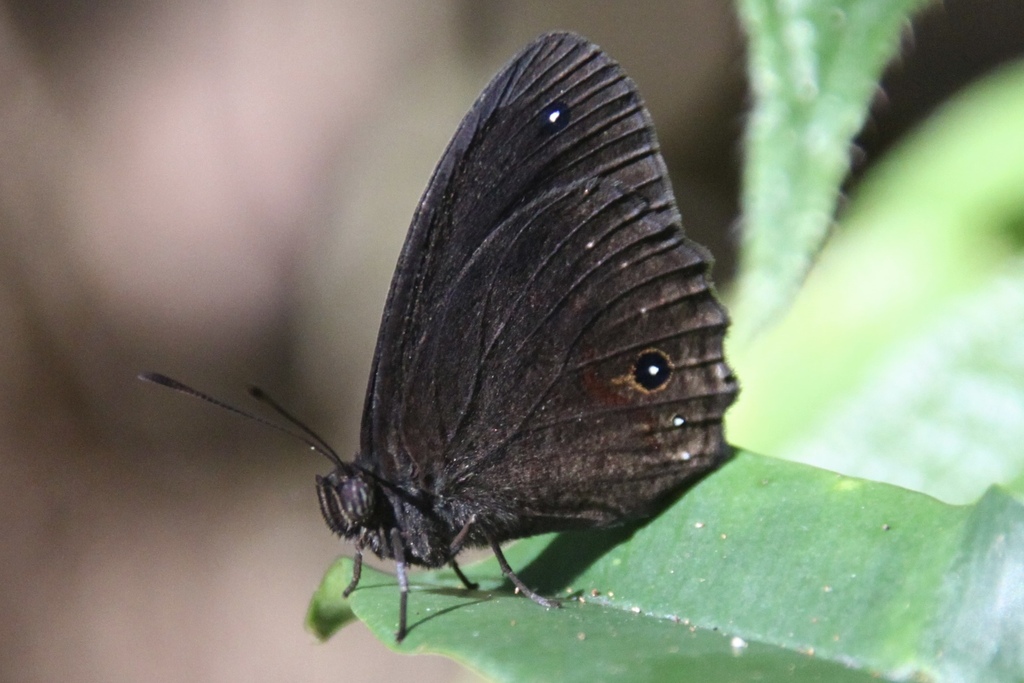 Heteropsis passandava