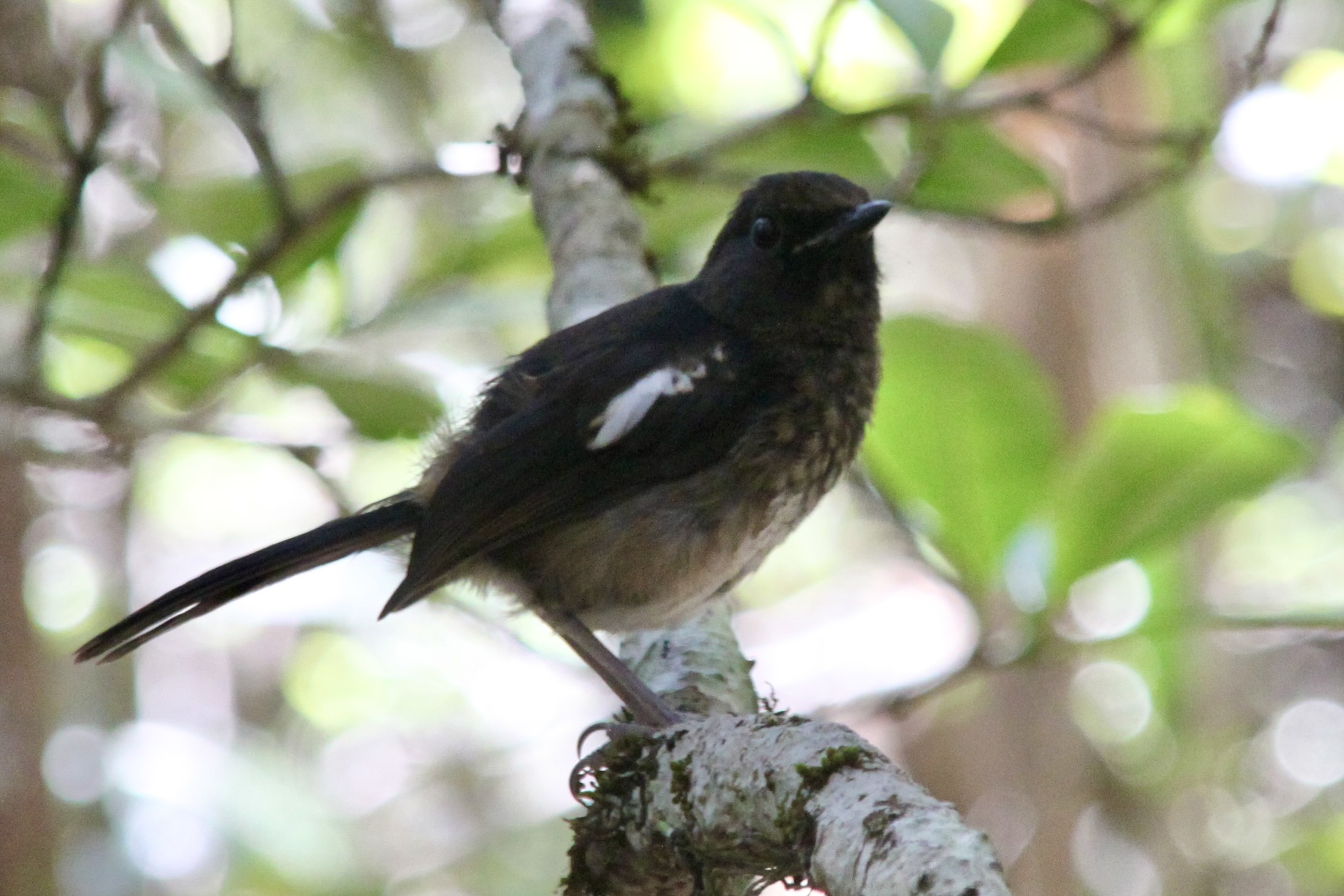 Madagascar Magpie-Robin (Copsychus albospecularis), photo 5