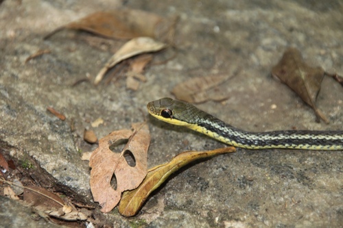 Eastern Madagascar Water Snake