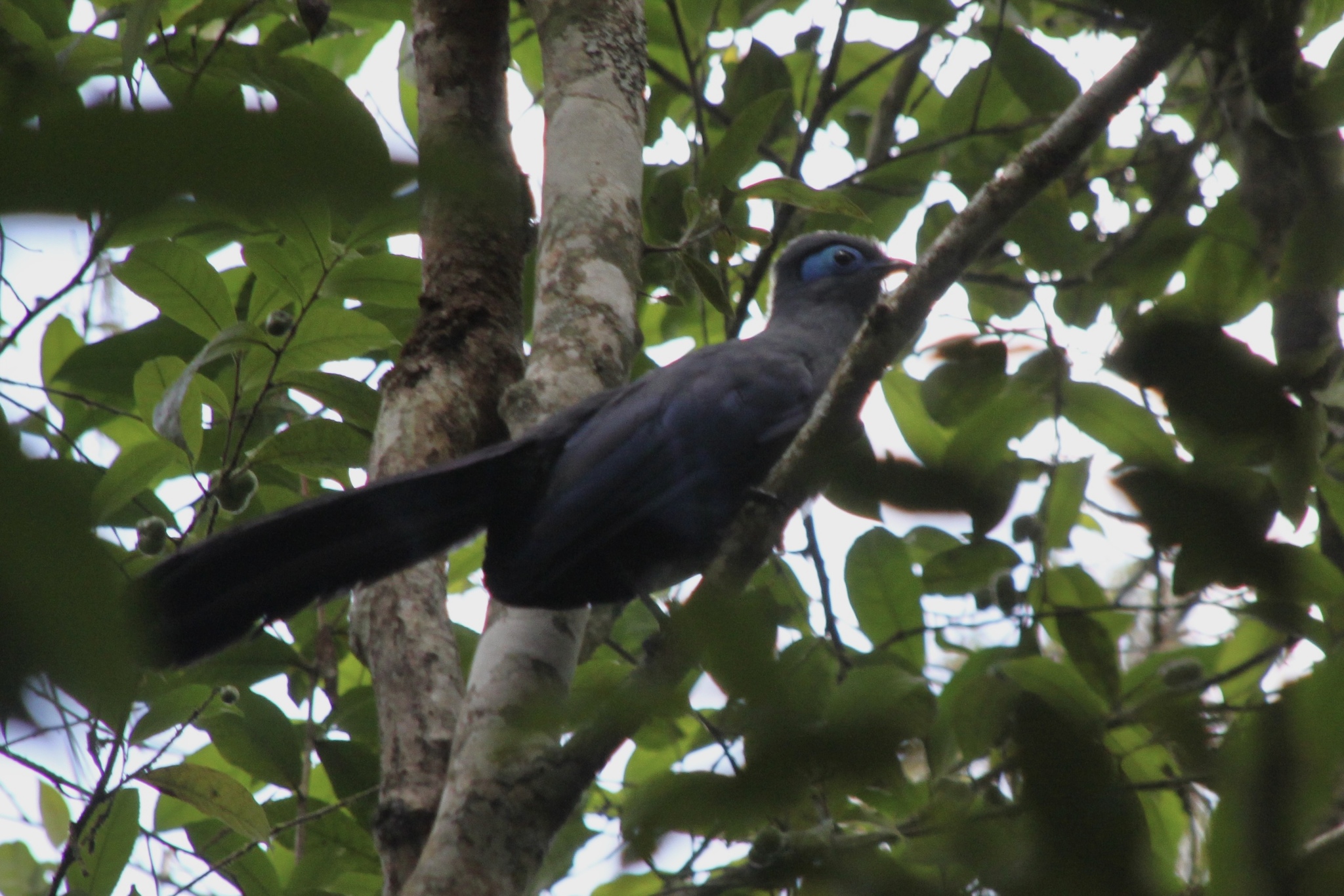 Blue Coua (Coua caerulea), photo 1